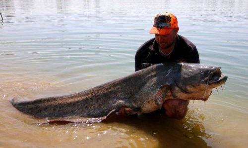 Pour une canne Specimen Colmic développée par Sebnash
