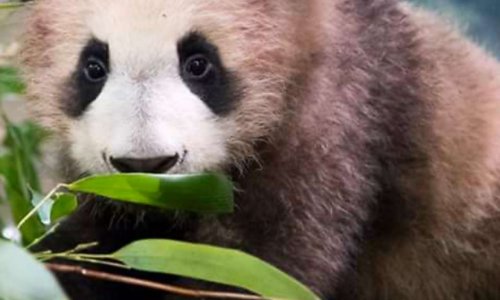 Interdire tous maltraitance animaux (chiens, chats, chevaux, vaches, etc.)