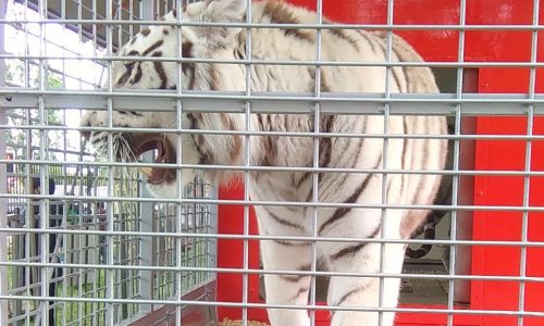 Pour des cirques sans animaux à Soissons