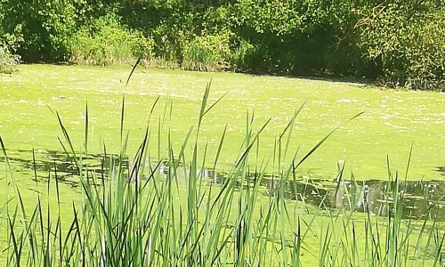 Protection de l'environnement à Savigny le temple