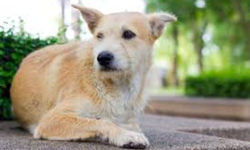 Non au massacre des chiens errants à El Jadida !