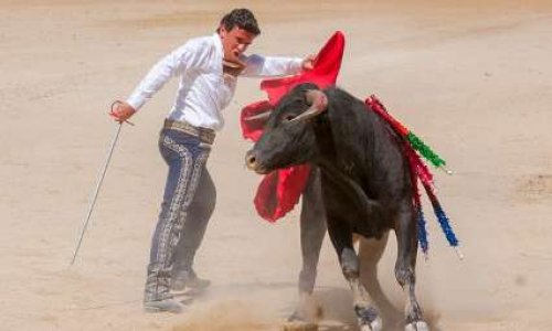 Pour l'arrêt de la tauromachie