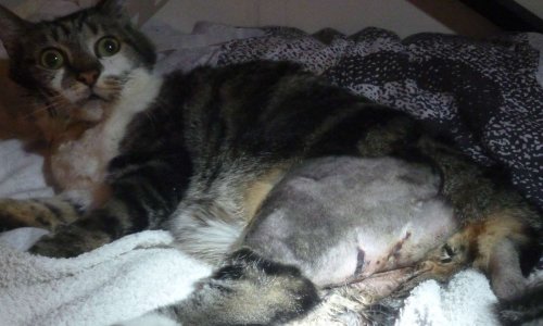 Hommage à Fripouille