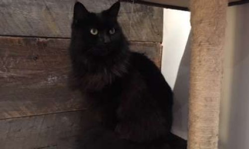 Recupération de Doumé sur la piste de l'aéroport