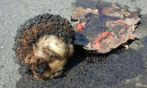 Justice et reconnaissance de la torture sur les animaux sauvages