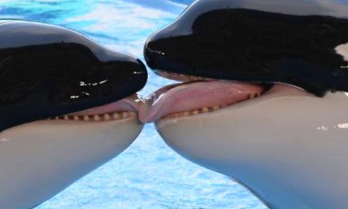 Fondation marineland pour la reproduction des orques pour leur bien-être