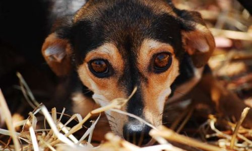 450 chats et 70 chiens, dans le Var, en danger par arrêt arbitraire de subvention