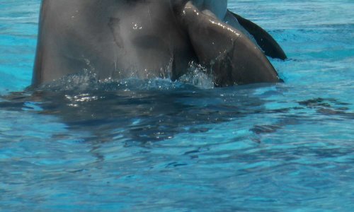 Pétition pour garder femke au parc Asterix