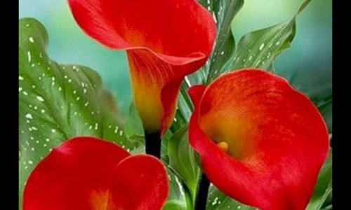 Non aux latrines face à l'Eglise St Pierre