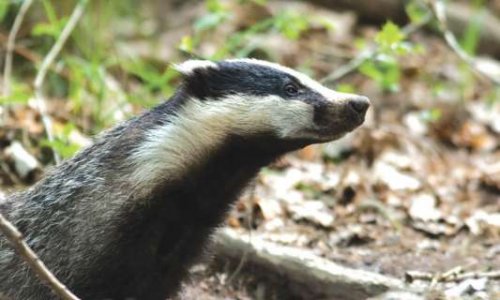 Stop au déterrage des blaireaux !