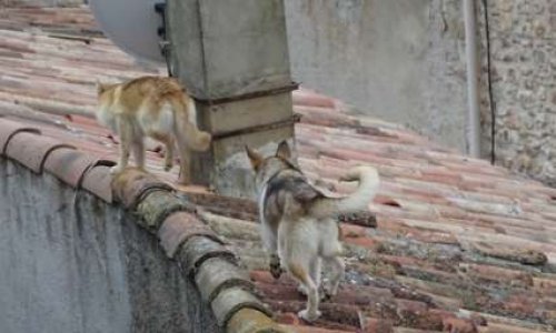 Drôle de vie pour des chiens