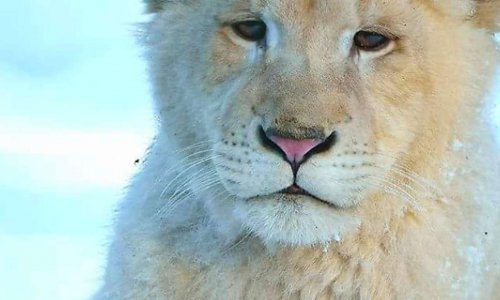Pour les cirques avec les animaux