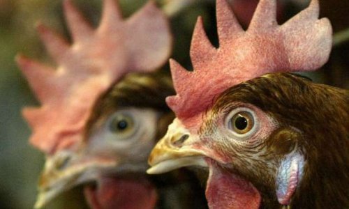 Cruauté envers animaux : 15 000 Poules Pondeuses à Lascaux (23), c'est non !