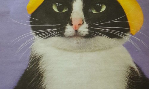 Stop &agrave; l'incitation de nos enfants au non respect des animaux