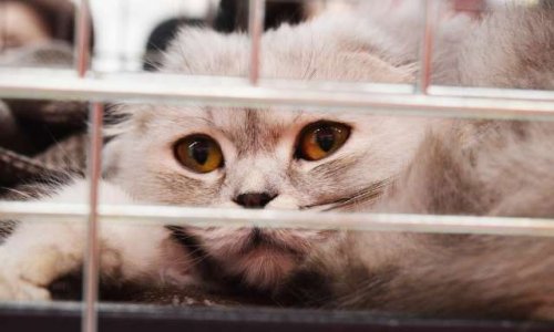 Aidez-moi à stopper ces atrocités gratuites dans un hôpital au Maroc qui tuent les chats en leur donnant du poison.