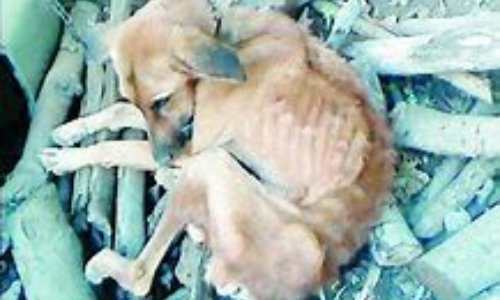 CAMPAGNE STERILISATION GUADELOUPE REUNION