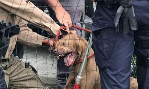 Pour que la police Mouscronnoise intervienne avec respect et discernement quand il s'agit d'un animal !