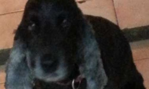 Aidez-moi à retrouver Luna, Ile de la Réunion