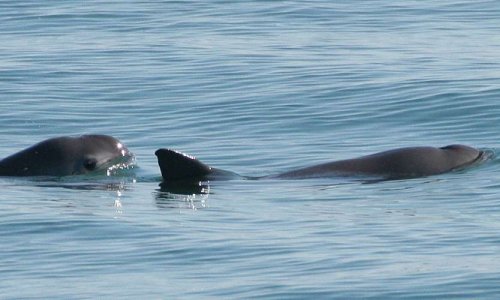 Une action pour sauver le Vaquita !