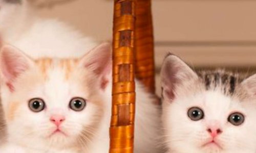 Notre association pour la protection des chiens et chats