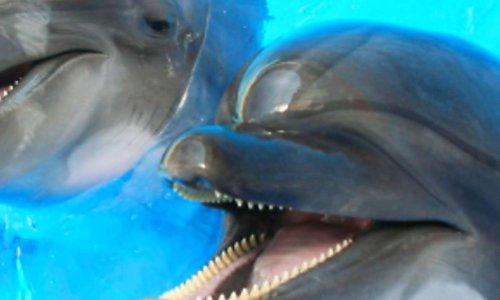 Fondation marineland pour la reproduction pour leur bien-être de nos animaux