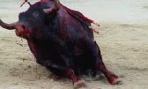 Abolition de la corrida et la négation de l'article 521-1