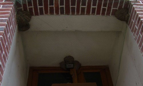 Empêcher la destruction des nids d'hirondelles