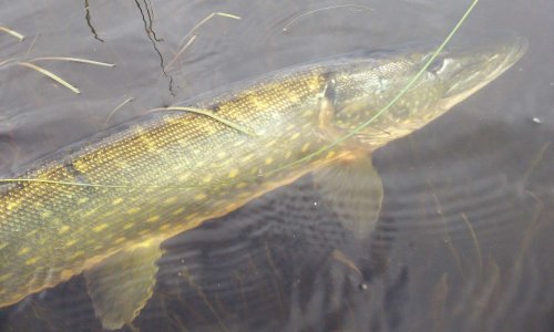 Pétition pour la protection du brochet à Naussac !