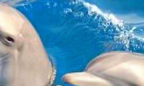 Pétition  non à l interdiction pour la reproduction  pour le bien être de nos animaux