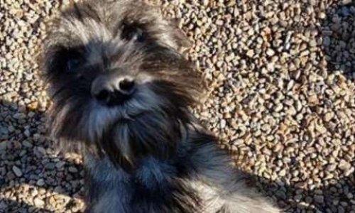 Petit ange Arran : pour que justice soit faite