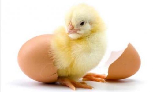 Pour que l'amendement interdisant de broyer les poussins mâles et les canetons femelles soit finalement accepté !