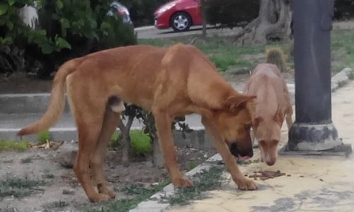 Control de las centenas de animales callejeros en Álora.