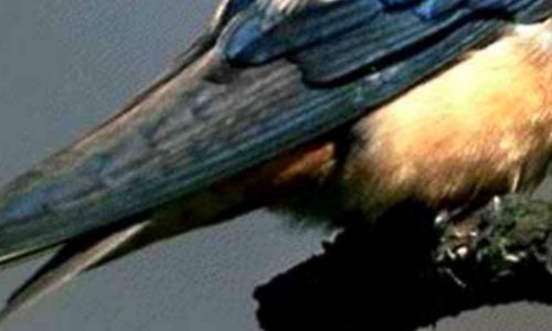 Pétition pour la défense des hirondelles, non à la destruction des nids d'hirondelles pour qu'elles puissent se reproduire