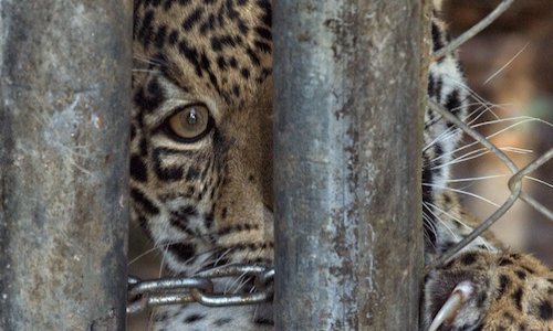 Pour des cirques sans animaux sauvages à Bordeaux et en Gironde