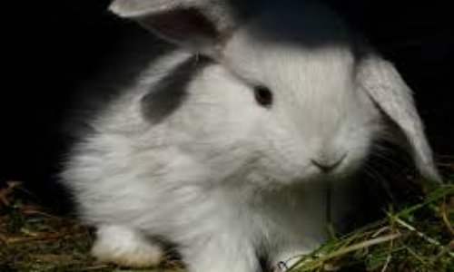 Pour que cesse la cruauté animale des lapins angora en ferme d'élevage qui sont maltraités dans des conditions insalubres et inhumaines