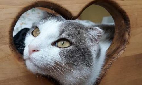 COSA ANIMALIA : Sauvez notre association !