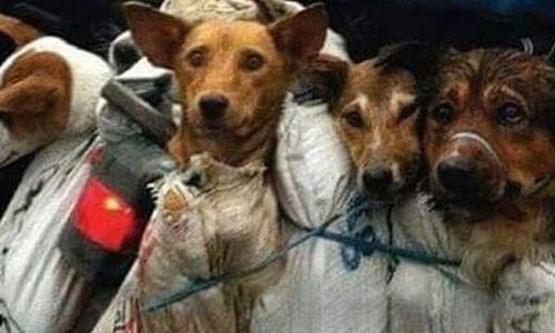 Yulin : stop à ce festival de l'horreur
