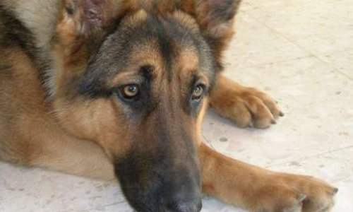 Justice pour le berger allemand retrouvé calciné avec les pattes brisées à Equihen – Plage