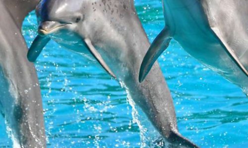 Pétition pour otorisez la reproduction dans ses delphinarium pour leur bien-être de nos animaux