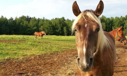 Pour la protection des témoins de maltraitance animale