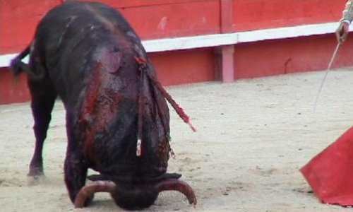 Contre la corrida en France !
