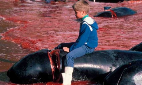 SOS Dauphin en danger au Danemark