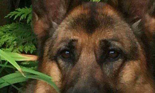 Pétition  stop à la maltraitance des chiens en chine et à leur viande