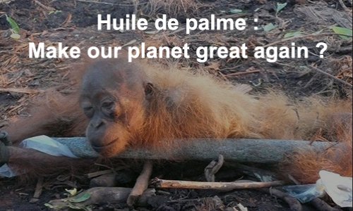 Arrêt des importations d’huile de palme