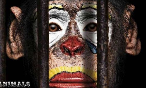 Stop aux cirques avec animaux dans l'agglomération Montargoise