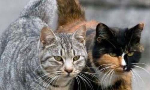 Pour l'autorisation de faire des campagnes de stérilisation de chats errants et d'en faire des chats libres