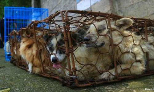 Contre le cruel Festival de viande de chien à  Yulin