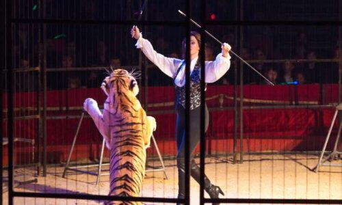 Domont dit oui aux cirques sans animaux