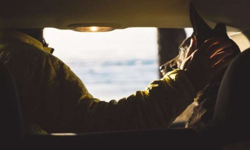 Respect et non discrimination canine