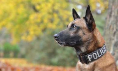 Pour la création d'une Police des Animaux en France